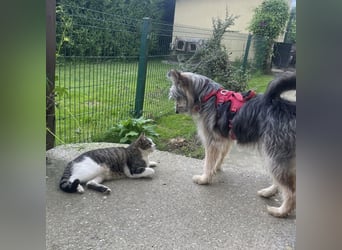 Susie ein Engel auf 4 Pfoten