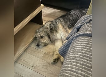 Susie ein Engel auf 4 Pfoten