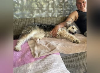 Susie ein Engel auf 4 Pfoten