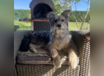 Susie ein Engel auf 4 Pfoten