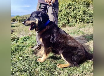 Lieber Hovawart Berner Sennenhund Mix, 8 J., topfit, gepflegt, kastriert
