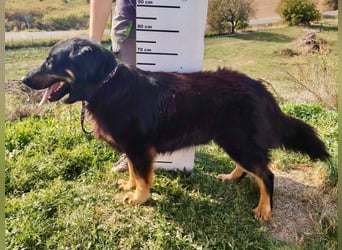 Lieber Hovawart Berner Sennenhund Mix, 8 J., topfit, gepflegt, kastriert
