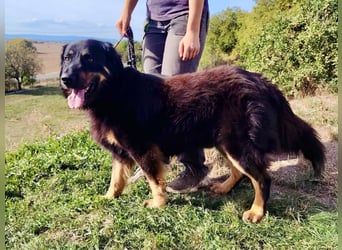 Lieber Hovawart Berner Sennenhund Mix, 8 J., topfit, gepflegt, kastriert