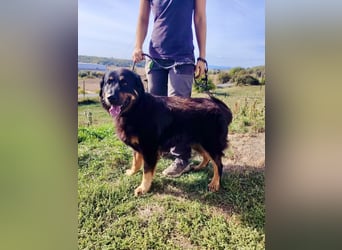 Lieber Hovawart Berner Sennenhund Mix, 8 J., topfit, gepflegt, kastriert