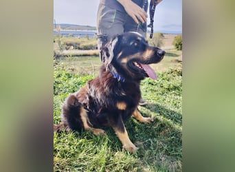 Lieber Hovawart Berner Sennenhund Mix, 8 J., topfit, gepflegt, kastriert