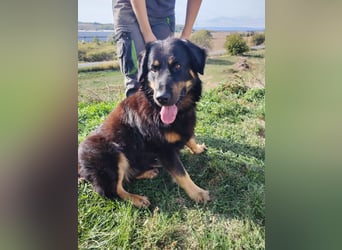 Lieber Hovawart Berner Sennenhund Mix, 8 J., topfit, gepflegt, kastriert