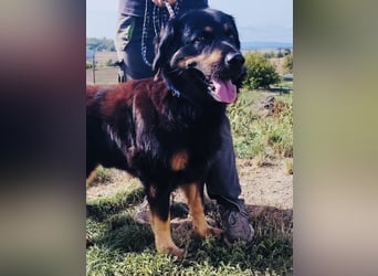 Lieber Hovawart Berner Sennenhund Mix, 8 J., topfit, gepflegt, kastriert