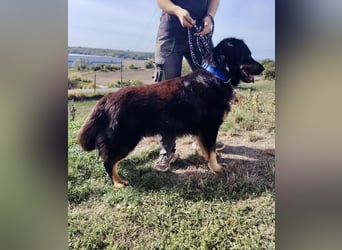 Lieber Hovawart Berner Sennenhund Mix, 8 J., topfit, gepflegt, kastriert