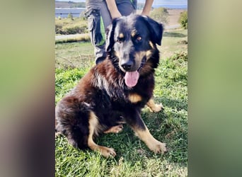 Lieber Hovawart Berner Sennenhund Mix, 8 J., topfit, gepflegt, kastriert