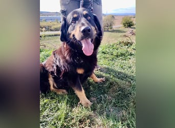 Lieber Hovawart Berner Sennenhund Mix, 8 J., topfit, gepflegt, kastriert