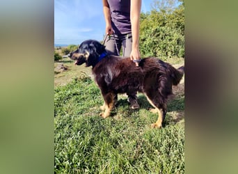 Lieber Hovawart Berner Sennenhund Mix, 8 J., topfit, gepflegt, kastriert