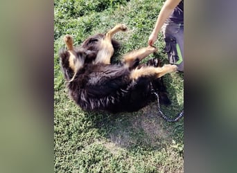 Lieber Hovawart Berner Sennenhund Mix, 8 J., topfit, gepflegt, kastriert