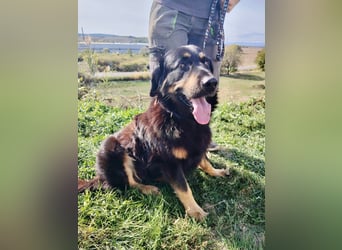 Lieber Hovawart Berner Sennenhund Mix, 8 J., topfit, gepflegt, kastriert
