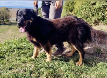 Lieber Hovawart Berner Sennenhund Mix, 8 J., topfit, gepflegt, kastriert