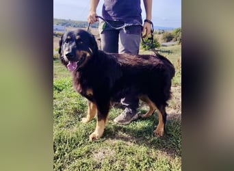 Lieber Hovawart Berner Sennenhund Mix, 8 J., topfit, gepflegt, kastriert