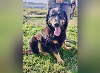 Lieber Hovawart Berner Sennenhund Mix, 8 J., topfit, gepflegt, kastriert