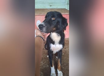 Jack (2) sucht einen Gnadenplatz
