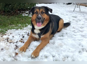 Jenn-Balu - sanftmütiger, kinderlieber Kuschelbär - Tierhilfe Franken e.V.