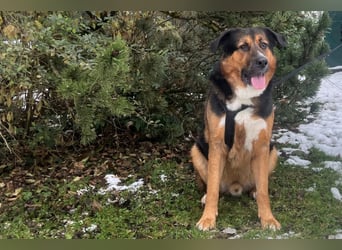 Jenn-Balu - sanftmütiger, kinderlieber Kuschelbär - Tierhilfe Franken e.V.