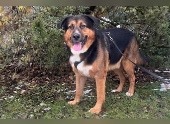 Jenn-Balu - sanftmütiger, kinderlieber Kuschelbär - Tierhilfe Franken e.V.