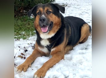 Jenn-Balu - sanftmütiger, kinderlieber Kuschelbär - Tierhilfe Franken e.V.