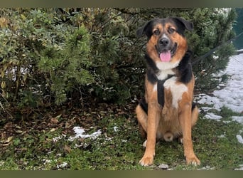 Jenn-Balu - sanftmütiger, kinderlieber Kuschelbär - Tierhilfe Franken e.V.