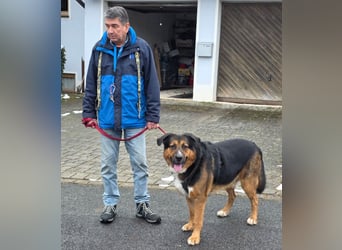 Jenn-Balu - sanftmütiger, kinderlieber Kuschelbär - Tierhilfe Franken e.V.