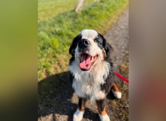 MUFFIN - erfahrene Endpflegestelle gesucht!