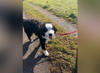 MUFFIN - erfahrene Endpflegestelle gesucht!