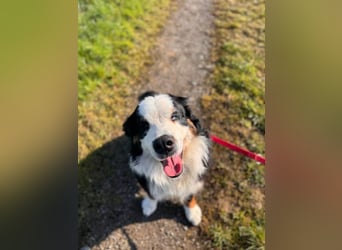 MUFFIN - erfahrene Endpflegestelle gesucht!