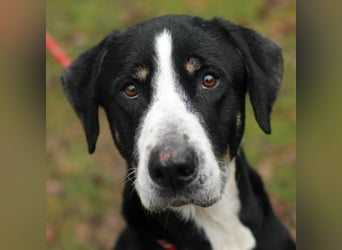 DEWEE – Berner Sennen-Labrador-Mix aus Mornac