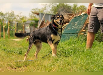 Kacska VA sanfter treuer Begleiter