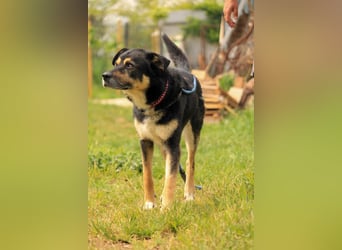 Kacska VA sanfter treuer Begleiter