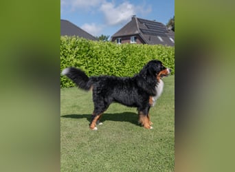 Berner Sennenhund Deckrüde