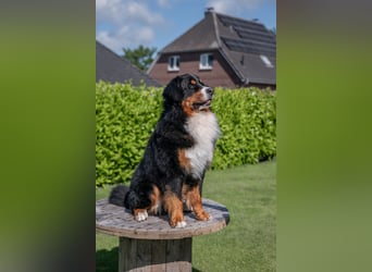 Berner Sennenhund Deckrüde