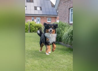 Berner Sennenhund Deckrüde
