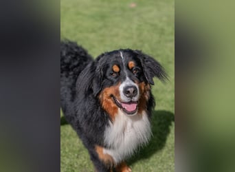 Berner Sennenhund Deckrüde