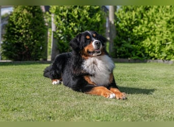Berner Sennenhund Deckrüde