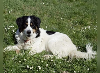 Mascha eine tolle Hündin