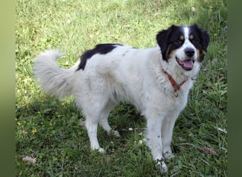 Mascha eine tolle Hündin