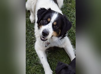 Mascha eine tolle Hündin