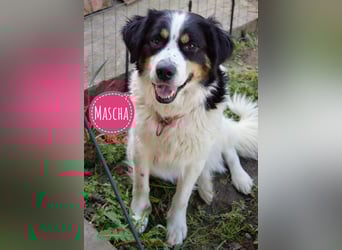 Mascha eine tolle Hündin