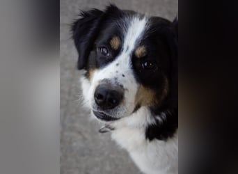 Mascha eine tolle Hündin