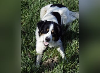 Mascha eine tolle Hündin