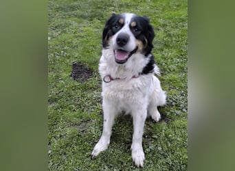 Mascha eine tolle Hündin