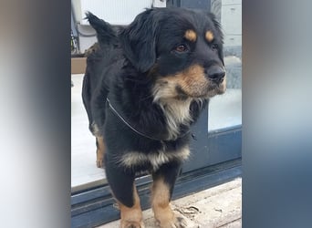 Edda - sehr freundliche und menschenbezogen