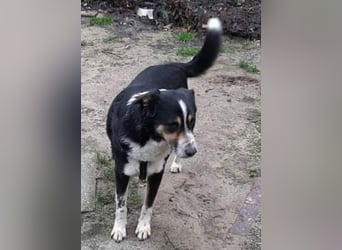 Benny möchte dein Herz erobern