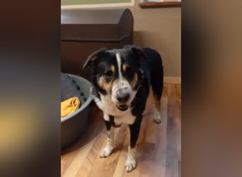 Benny möchte dein Herz erobern