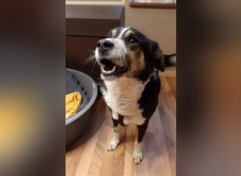 Benny möchte dein Herz erobern