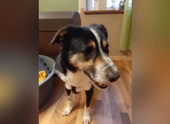 Benny möchte dein Herz erobern